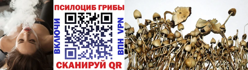 Псилоцибиновые грибы Psilocybine cubensis  Барнаул 